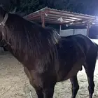 خيل