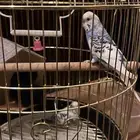 عصافير مستعجل شروره