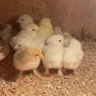 للبيع صيصان براهما