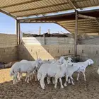 خرفان حريات