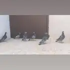 .حمام زاجل مع سوري واحد للببع ليجي إلا الصامل