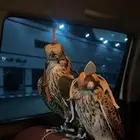شبوط للبيع