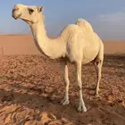 لقحه طيبه ولقحه على بعير طيب ومنتج