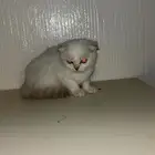 سكوتش فولد للبيع