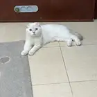 قطة سكوتش فولد انثى 10 اشهور
