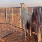 قعود العمر 7 شهور سمين للبيع صحه شرط