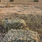 لبن ذره