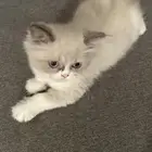قطط للبيع