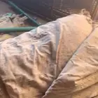 للبيع خيمه عمودين فيها قطوع تصلح ذريات للحلال