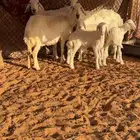 خلفات 3 تحتها 3