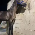 مهر واهو