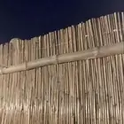خيزران خوس-بامبو قصب