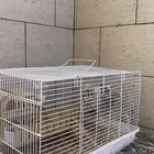 هامستر سوري 5 أنثى وذكر وثلاثه أطفال