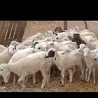 طليان رفيدي