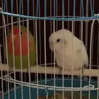 ببغاء روز انثى و ذكر