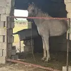 حصان شعبي