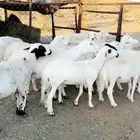 ضان حرش دفيع منوت القناي