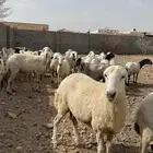 غنم رفد للبيع