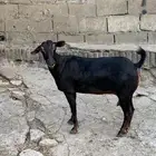 شاه للبيع