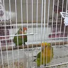 روز
