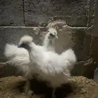 للبيع دجاج قطني
