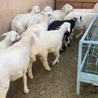 ذبايح تفريد وجمله