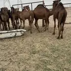 قعدان بلدي