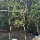 ليمون زهيري شتل وشجر