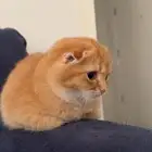 قطط سكوتش للبيع