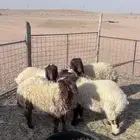 للبيع ثلاث خرفان ورخل نعيم طيبات