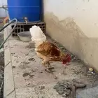 دجاج بلدي حضان