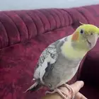كروان أليف جدا  جدا  جدا