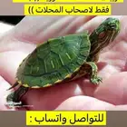 سلاحف سنغفورية   جملة