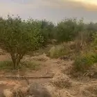 شجر حمضيات اكثر من 2500 مشكل العمر 10 سنوات