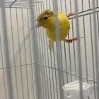 انثى كناري جاهزه