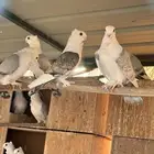 حمام زينه حب رمان فراشة