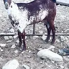 خبشه وشحا ثنيه