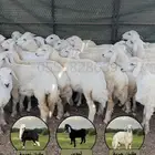 رخال للبيع غنم نضيفه وسليمه