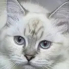 قطه للبيع شرازي