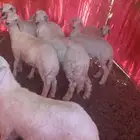 بهم حري للبيع تثليث من حلالي ونضيف