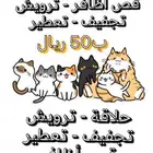 خدمة العناية بالقطط