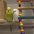طيور بادجي للبيع