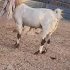 عنز هولنديه