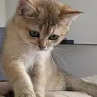 قطه سكوتش ستريت للبيع ب500