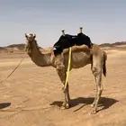 قعود حر طابع شرط اصيل صافي فيه 9 من الحرار سنه حق