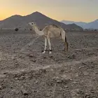 بكره للبيع
