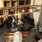 حمام قطايف طيران وانتاج توب التوب