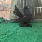 كرنقو و ألاسكا