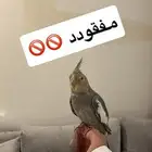 كوكتيل ضايع مني