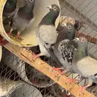 حمام زاجل سباق ازواج للبيع